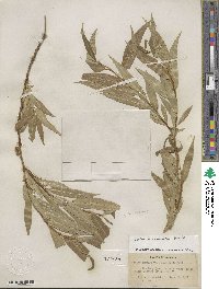 Salix lucida subsp. lasiandra image