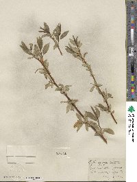 Salix lucida subsp. lasiandra image