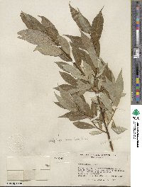 Salix lucida subsp. lasiandra image