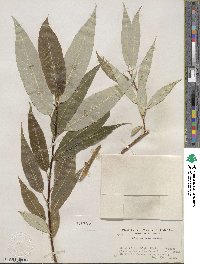 Salix lucida subsp. lasiandra image