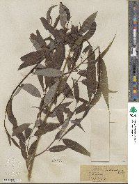 Salix lucida subsp. lasiandra image