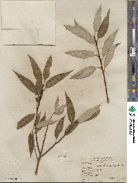 Salix lucida subsp. lasiandra image