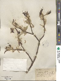 Salix laevigata var. araquipa image