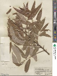 Salix laevigata var. araquipa image