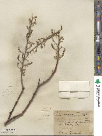 Salix laevigata var. araquipa image