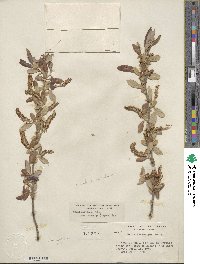 Salix laevigata var. araquipa image