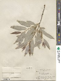 Salix laevigata var. araquipa image