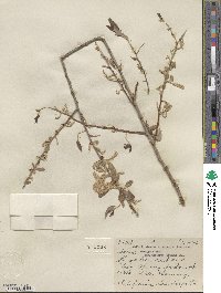 Salix laevigata var. araquipa image