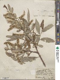 Salix laevigata var. araquipa image