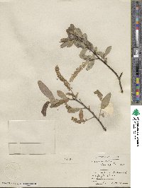 Salix laevigata var. araquipa image