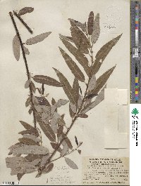 Salix laevigata var. araquipa image