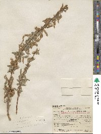 Salix laevigata var. araquipa image