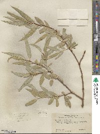 Salix laevigata var. araquipa image