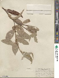 Salix laevigata var. araquipa image