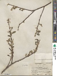 Salix laevigata var. araquipa image