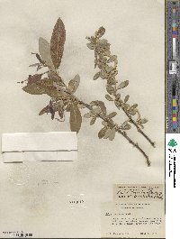 Salix laevigata var. araquipa image