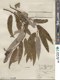 Salix laevigata var. araquipa image