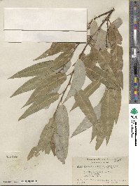 Salix laevigata var. araquipa image