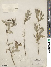 Salix laevigata var. araquipa image