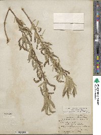 Salix laevigata var. angustifolia image