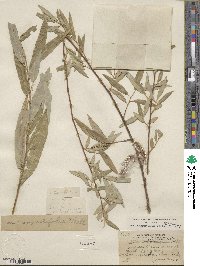 Salix laevigata var. angustifolia image