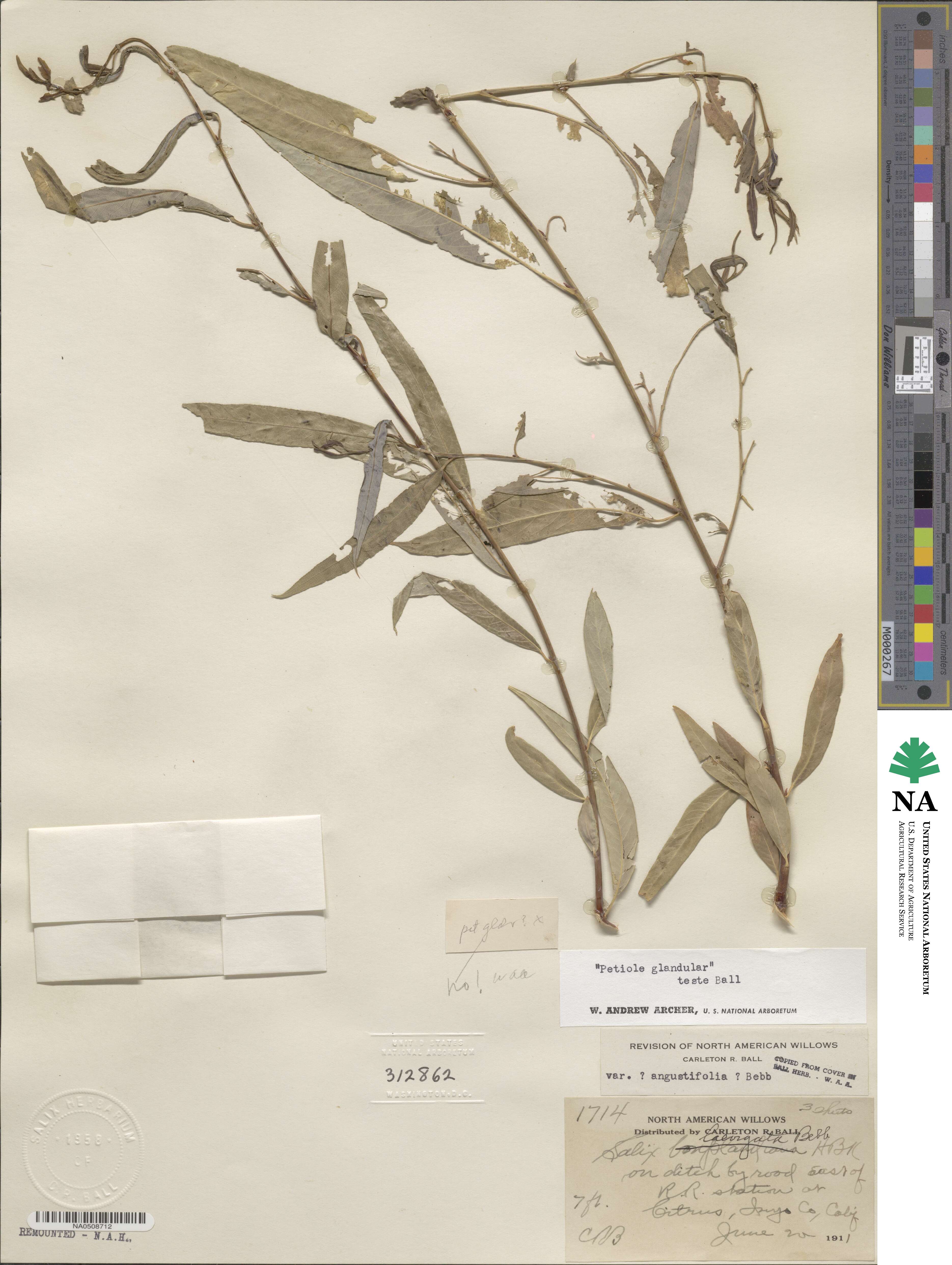 Salix laevigata var. angustifolia image