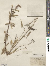 Salix laevigata var. angustifolia image