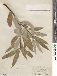 Salix laevigata var. araquipa image