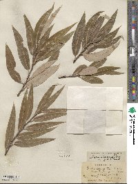 Salix laevigata var. araquipa image