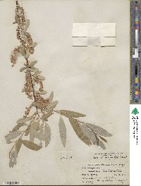 Salix laevigata var. araquipa image