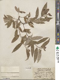 Salix laevigata var. araquipa image