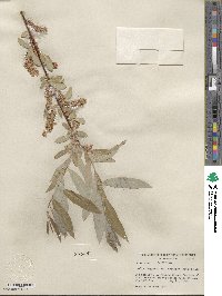 Salix laevigata var. araquipa image