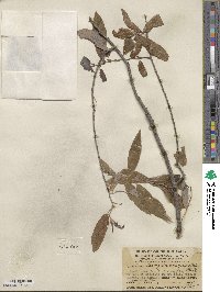 Salix laevigata var. araquipa image