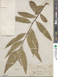 Salix laevigata var. araquipa image