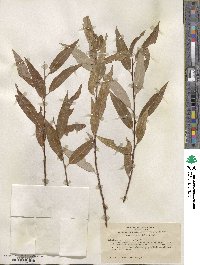 Salix laevigata var. araquipa image