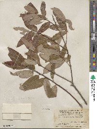 Salix laevigata var. araquipa image