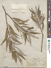 Salix laevigata var. araquipa image