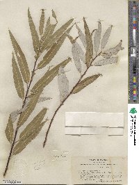 Salix laevigata var. araquipa image