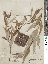 Salix laevigata var. araquipa image