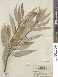 Salix laevigata var. araquipa image