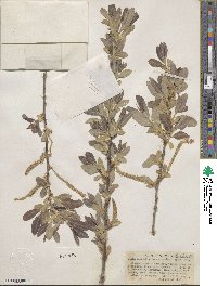 Salix laevigata var. araquipa image