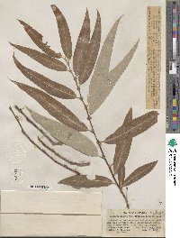 Salix laevigata var. araquipa image