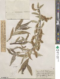 Salix laevigata var. araquipa image