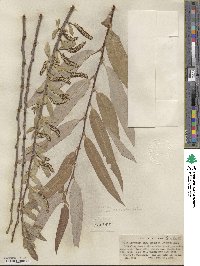 Salix laevigata var. araquipa image