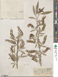 Salix laevigata var. araquipa image