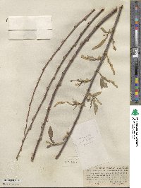 Salix laevigata var. araquipa image