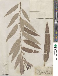 Salix laevigata var. araquipa image