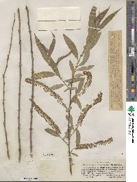 Salix laevigata var. araquipa image