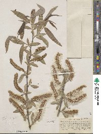 Salix laevigata var. araquipa image