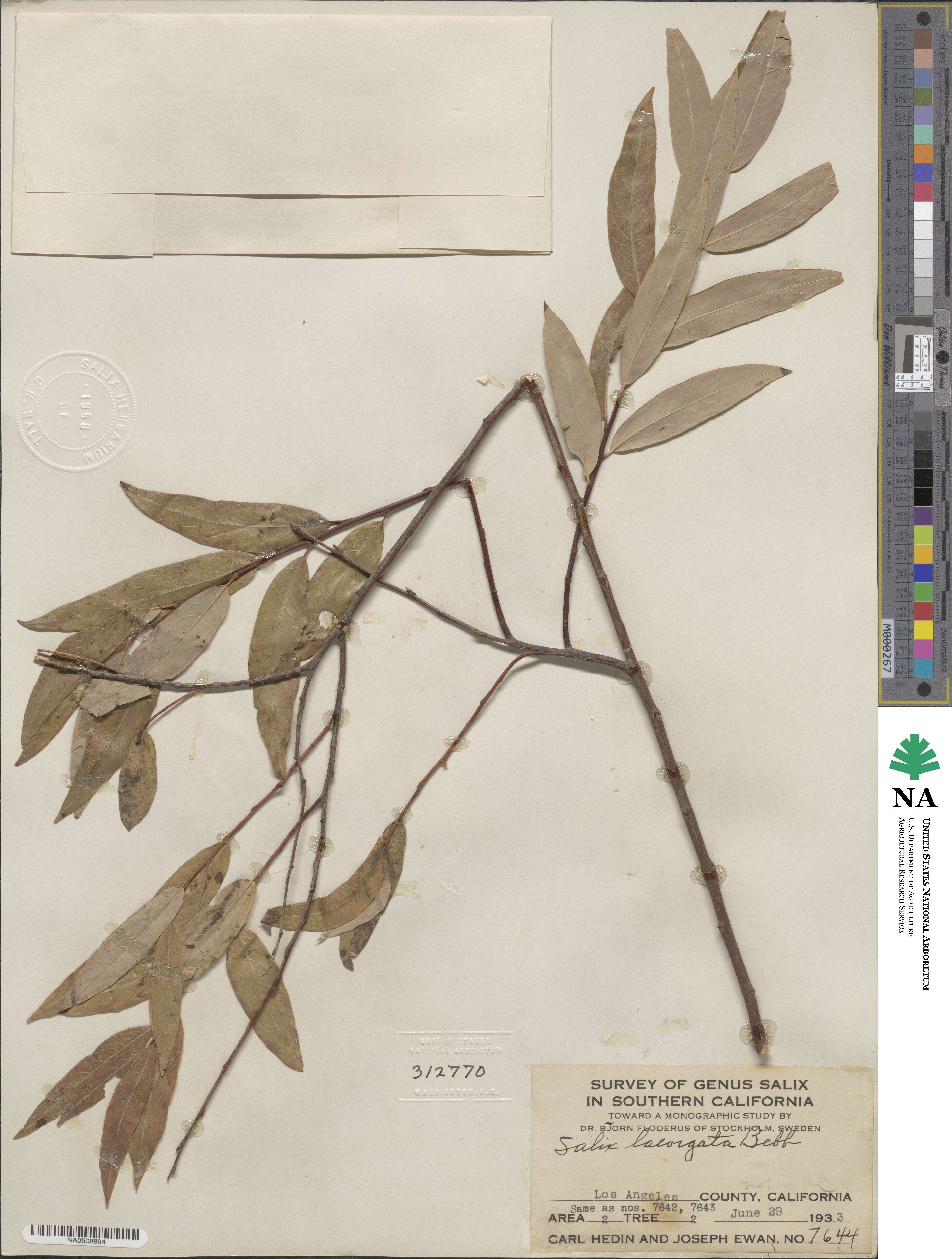 Salix laevigata image